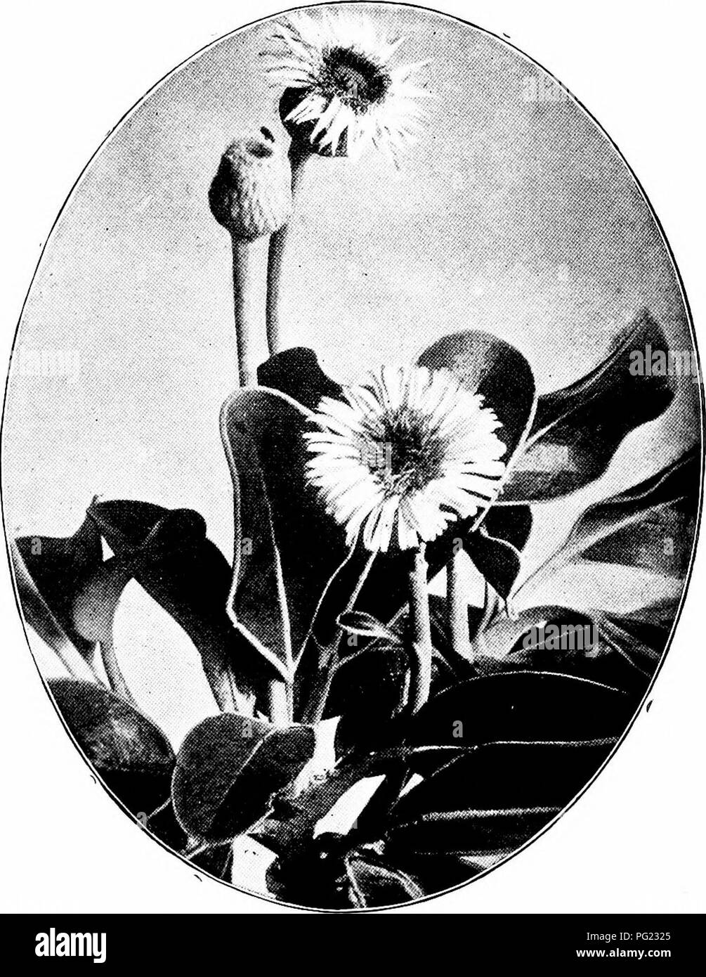 . Plants of New Zealand . Botany. DAISY, DANDELION, AND THISTLE FAMILY 407 fail of insect pollination, they frequently curl back, until they touch the pollen collected on the style itself, and thus effect self-pollination. These stages may be readily followed in the. Fig. 137. Olearia insigais (i nat. size). dandelion. (c/. also Campanulaceae, p. 403). After pollina- tion, the calyx tube usually grows upwards, bearing on its summit a parachute of bristles or hairs (the pappus). In this way the well known &quot;clock&quot; of the dandelion is formed. The pappus hairs vary considerably in charac Stock Photo