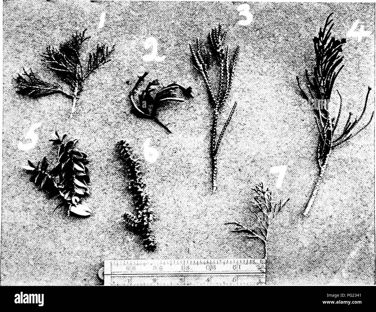 . Plants of New Zealand . Botany. THE SNAP-DRAGON FAMILY 373 of HeUcJirtjsum belonging to the sub-genus Ozothamnus (v. fig. 1'21). A partial clue to their origin is to be found m the fact that all species of this section, under certain circumstances, put forth leaves of a type, widely distinct from, and much more normal, than the scale-like plates with which they are usually covered. A similar phenomenon appears in many other aberrant plants. Otlier New Zealand species which. Fig. 1-23. 1. V. propinqua. 2. V. tetrasticha. 3. V. Hectori. 4. V. .Vviiistrongii. .5. V. elliptica. 6. V. epacridea.  Stock Photo