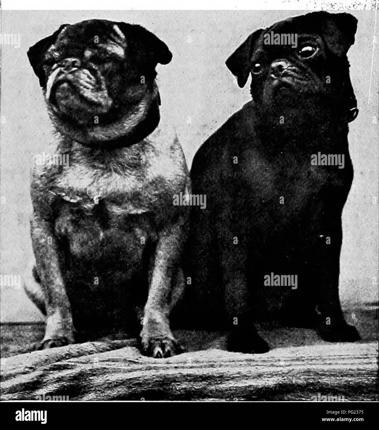 Pugs pug in dog Black and White Stock Photos & Images - Alamy
