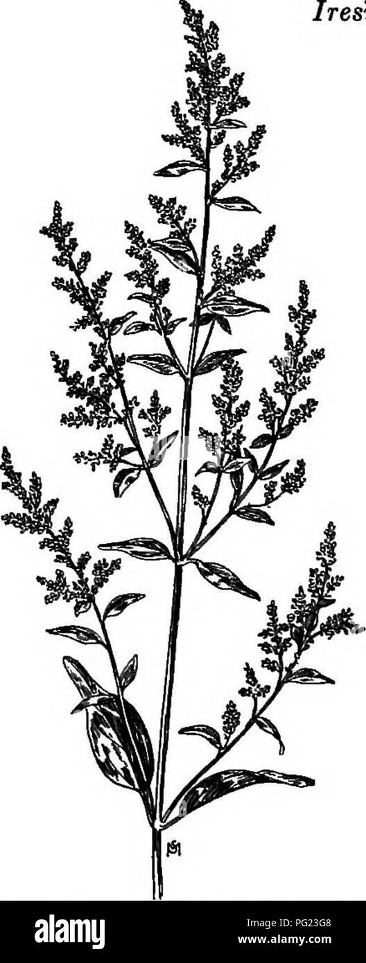 . A manual of weeds : with descriptions of all the most pernicious and troublesome plants in the United States and Canada, their habits of growth and distribution, with methods of control . Weeds. 126 AMARANTHACEAB {AMARANTH FAMILt) have a one-celled, one-seeded ovary with two to five plume- like stigmas. The small, shining seed drops from its place while still enclosed in an egg-shaped, valveless, and tubereulate utricle, which makes it buoyant and easily distributed by wind and water. (Fig. 78.) Means of control Prevention of seed development by close cutting or pulling while in early bloom. Stock Photo
