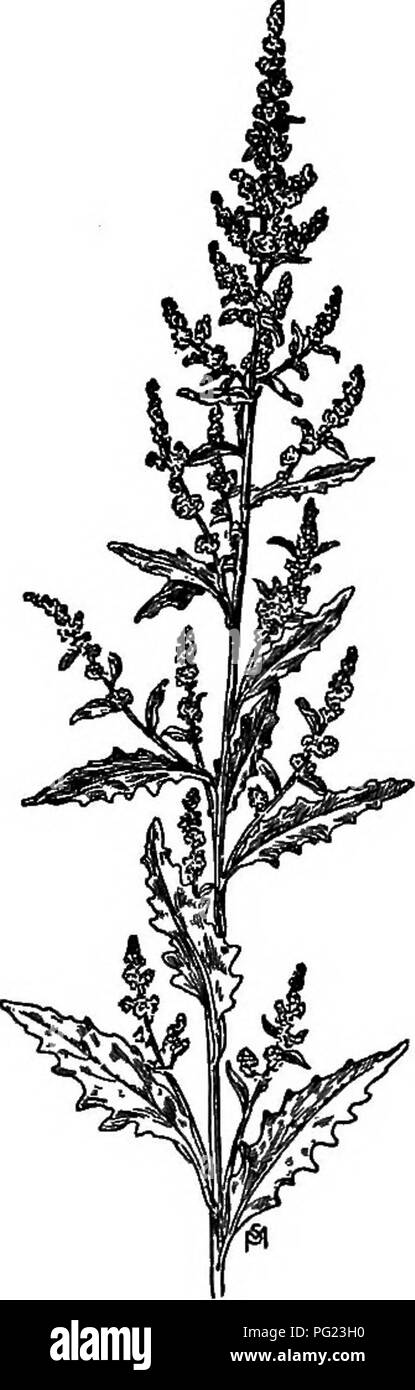 . A manual of weeds : with descriptions of all the most pernicious and troublesome plants in the United States and Canada, their habits of growth and distribution, with methods of control . Weeds. OHENOPODIAOEAE (GOOSEFOOT FAMILY) 109 branched, and very leafy. Leaves oblong to lance-shaped, one to three inches long, smooth, wavy-toothed or nearly entire, especially the upper ones, which are pointed at both ends and sessile or with very short petioles. Flowers in dense terminal and axil- lary spikes, intermixed with small leaves; calyx green, its five lobes completely enclosing the small, black Stock Photo