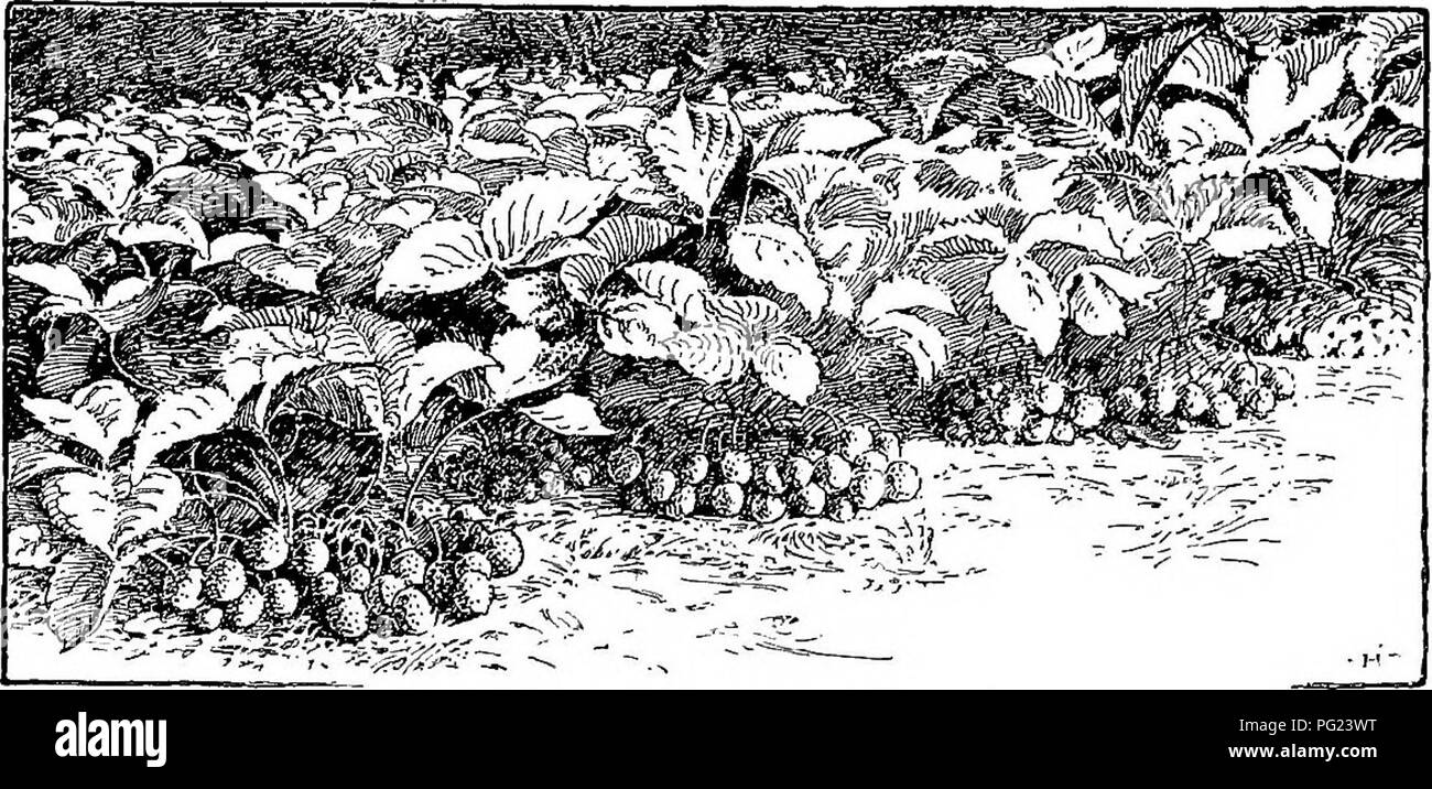 Strawberry plant roots Black and White Stock Photos & Images - Alamy