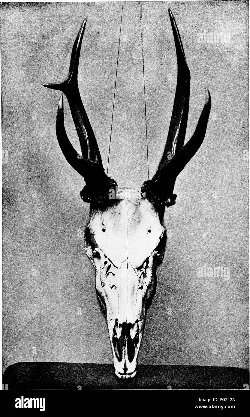 . Through the heart of Patagonia. Natural history. rholo by W. H. Brigden BEST HEAD OF HUEMUL [XENELAPHUS BISULCUS) Shot by the Author [In the British Museum of Natural History)  Horshavi. Please note that these images are extracted from scanned page images that may have been digitally enhanced for readability - coloration and appearance of these illustrations may not perfectly resemble the original work.. Prichard, Hesketh Vernon Hesketh, 1876-1922; Moreno, Francisco Pascasio, 1852-1919; Woodward, Arthur Smith, 1864-1944; Thomas, Oldfield, 1858-1929; Britten, James, 1846-1924; Rendle, A. B. Stock Photo