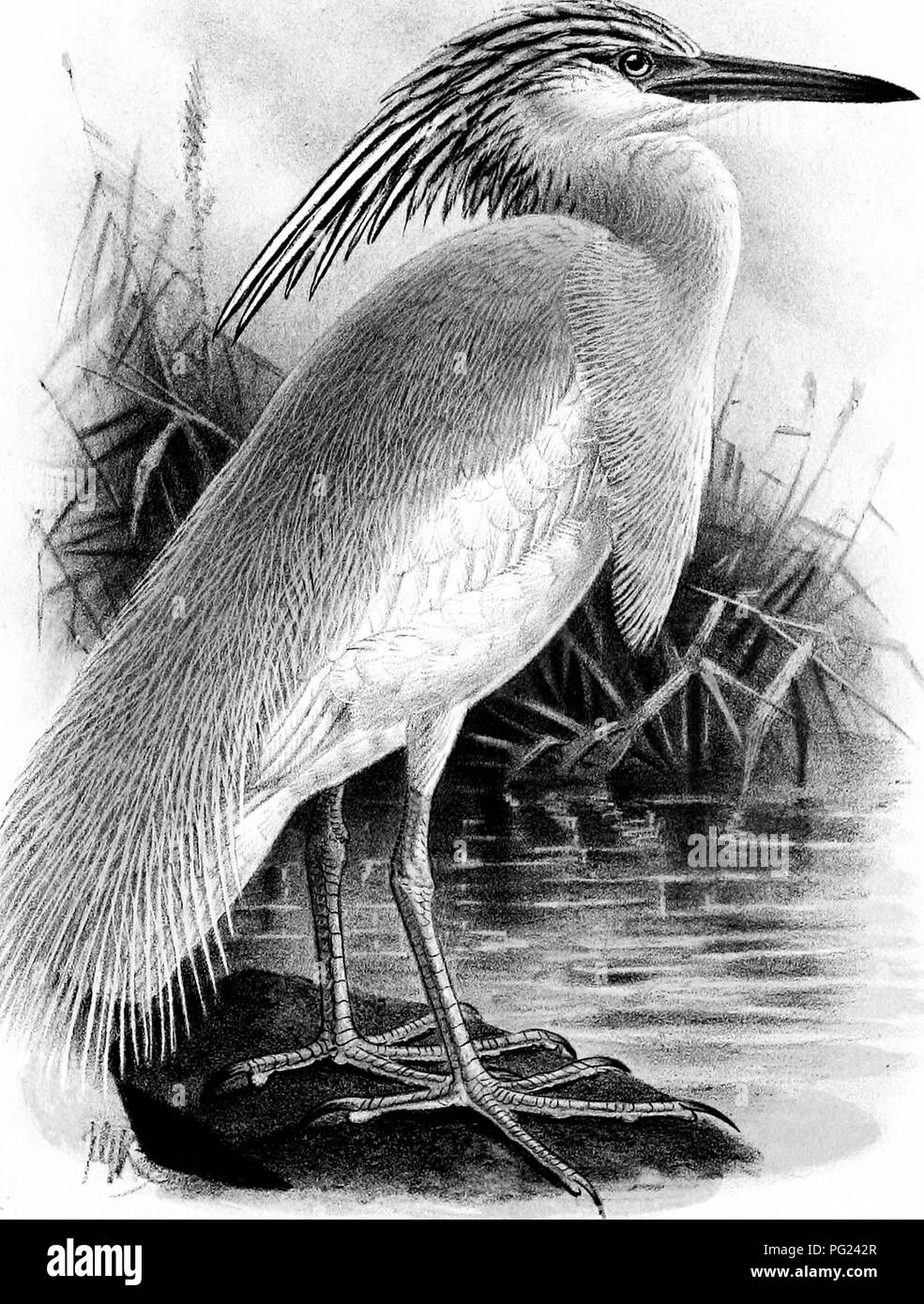 . The birds of Sussex. Birds. a G- Keui.err.arLS dtl. et, iith- Utrrcim. li^'oS . -.rJiZ&quot;-^' ^'--ti THE SQUACCO HERON. Ai-dea. j-ailoule.'-:.. Please note that these images are extracted from scanned page images that may have been digitally enhanced for readability - coloration and appearance of these illustrations may not perfectly resemble the original work.. Borrer, William, 1781-1862. London, R. H. Porter Stock Photo