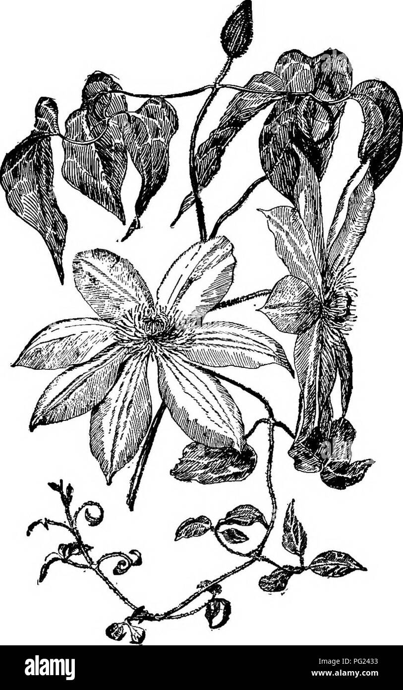 . Manual of gardening : a practical guide to the making of home grounds and the growing of flowers, fruits, and vegetables for home use . Gardening. 312 MANUAL OF GARDENING May-pop, Passifiora incamata.* Not reliable north of Virginia.. 266. Clematis Henryi. One-third natural size. Wild Gourd, Cucurbita foetidissima (Cucumis perennius) .* Excellent strong rugged vine for covering piles on the ground.. Please note that these images are extracted from scanned page images that may have been digitally enhanced for readability - coloration and appearance of these illustrations may not perfectly res Stock Photo