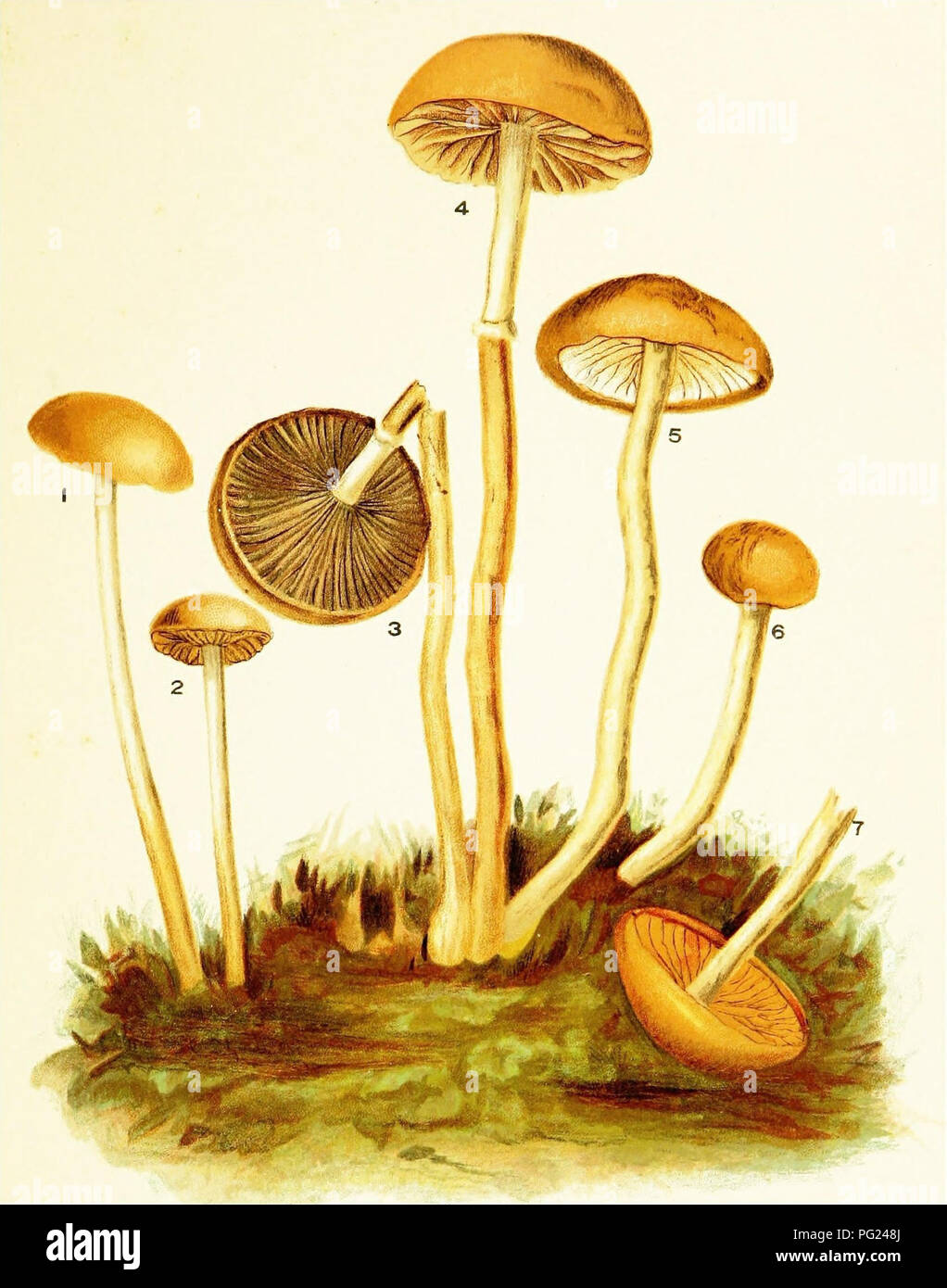 . Mushrooms of America, edible and poisonous. Mushrooms; Cookery (Mushrooms); cbk. PLATE XII. POISONOUS OR FALSE CHAMPIGNONS. i, a. Agaricus (Naucoria) semi-orbicularis. 3, 4. Agaricus (Stropharia) semi-globatus. 5, 6. Agaricus (Naucoria) pediades.. Figure 1 and Fioube 2 above are of a small mushroom which grows in lawns anH nast,,â¢.. ,^.1 â those on Plate in. of Edible Mushrooms; but, first they W no T,o^TburÂ»rÂ«T, .^' t T'^ ^'^'''' 'Â°&quot;*'''''&quot;^ ^&quot;^â¢ always discolored in age or decay as in Figure 7 above7tS Ztexti^el soVand t^L^ l&quot;' &quot;T&quot;' &quot;&quot; ^&quot;^  Stock Photo