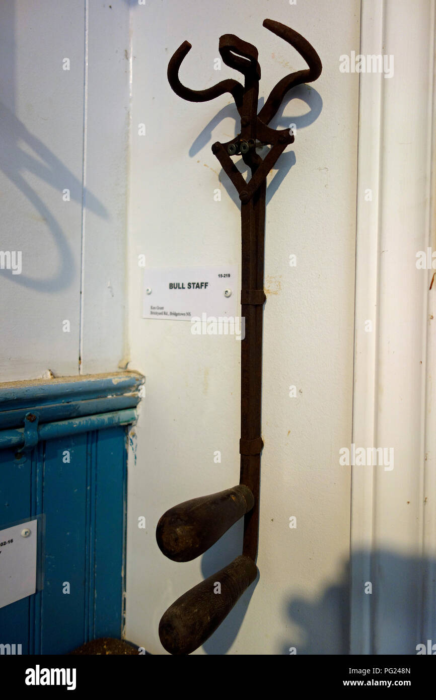 A bull staff for handling cattle Stock Photo