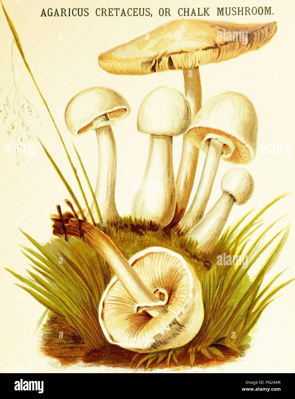 Mushrooms of America, edible and poisonous. Mushrooms; Cookery (Mushrooms);  cbk. AGARICUS CRETACEUS, OR CHALK MUSHROOM.. PLATE IV. Q^SQPIPXION. PiLEDS.  Pure white, dry at first, nearly globular, then bell-shaped, finally  expanded and