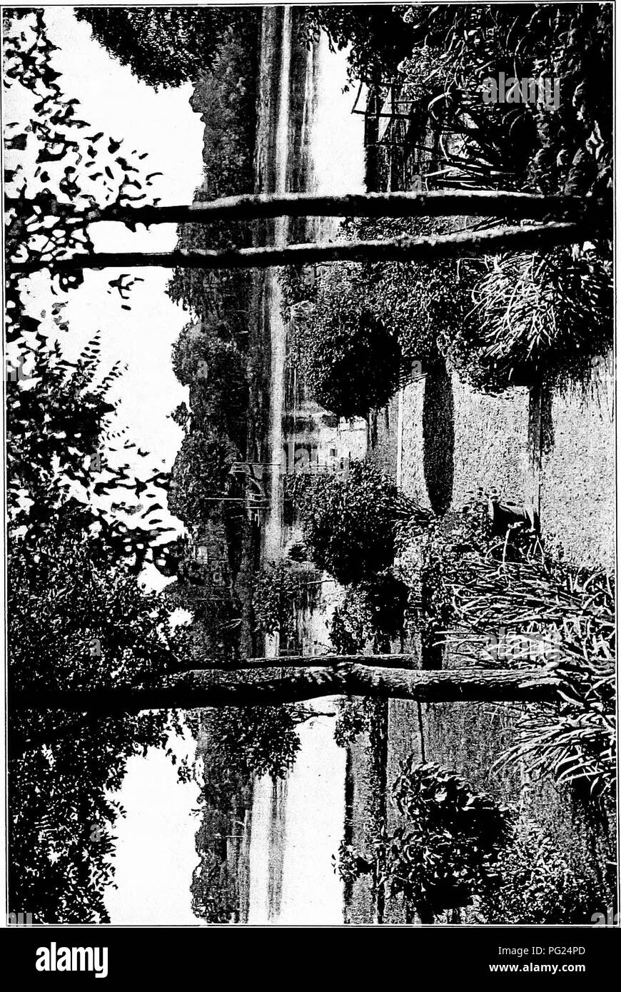 . Gardens near the sea; the making and care of gardens on or near the coast with reference also to lawns and grounds and to trees and shrubbery. Gardening. . Please note that these images are extracted from scanned page images that may have been digitally enhanced for readability - coloration and appearance of these illustrations may not perfectly resemble the original work.. Lounsberry, Alice. New York, Frederick A. Stokes company Stock Photo