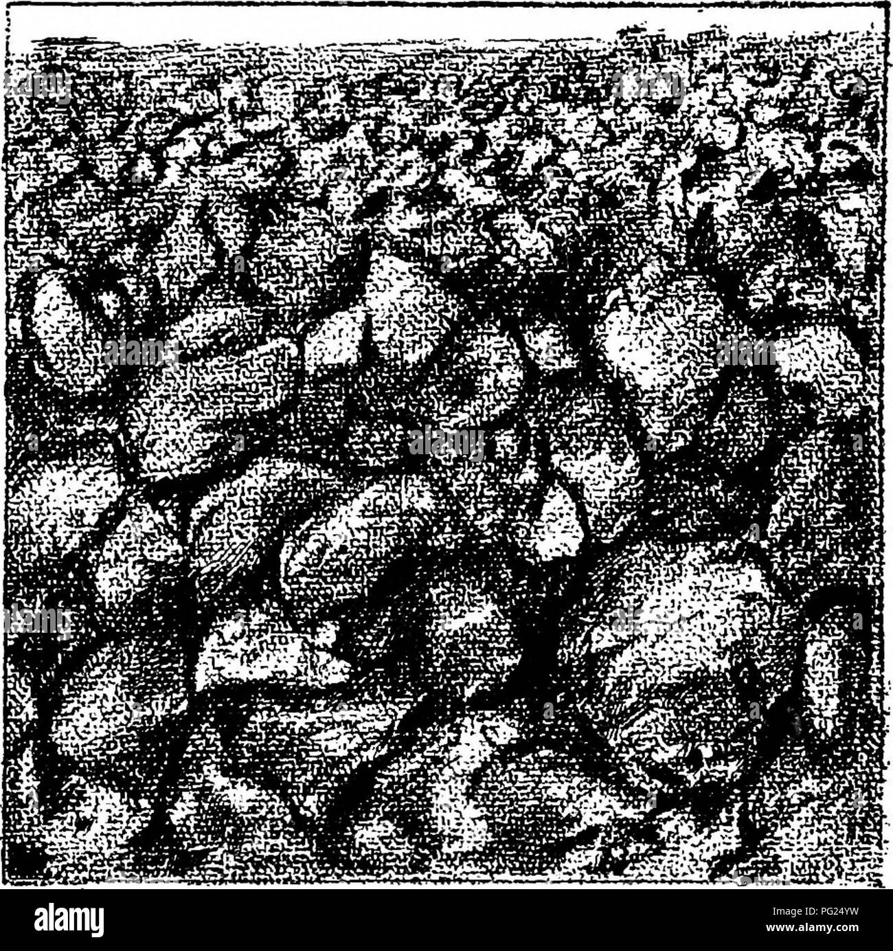 Soil crust Black and White Stock Photos & Images Alamy
