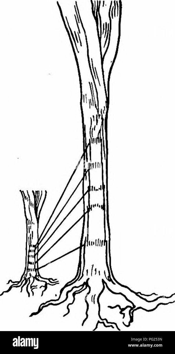 Fibrous root system in ground Black and White Stock Photos & Images Alamy