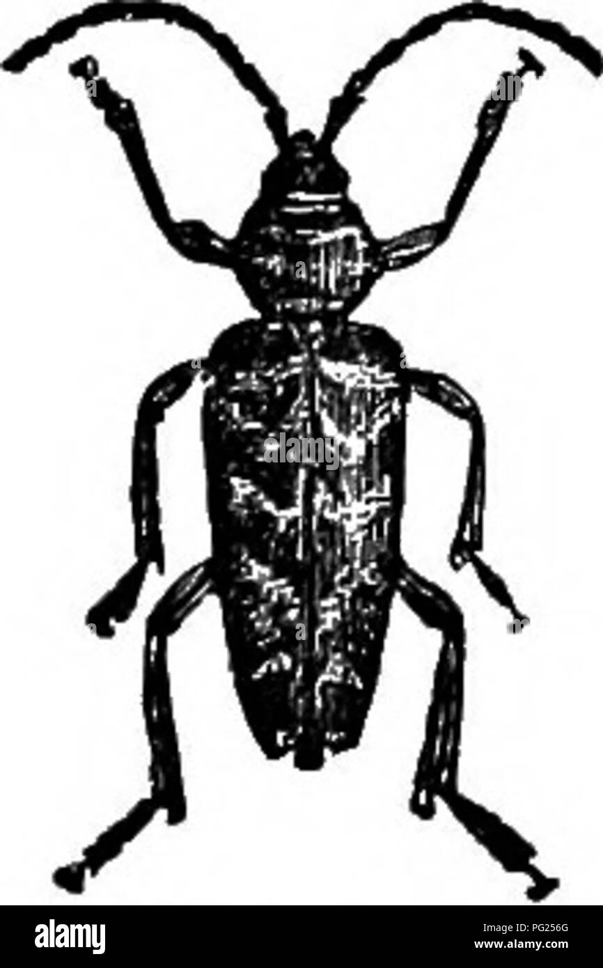 Black soldier fly insect Black and White Stock Photos & Images Alamy