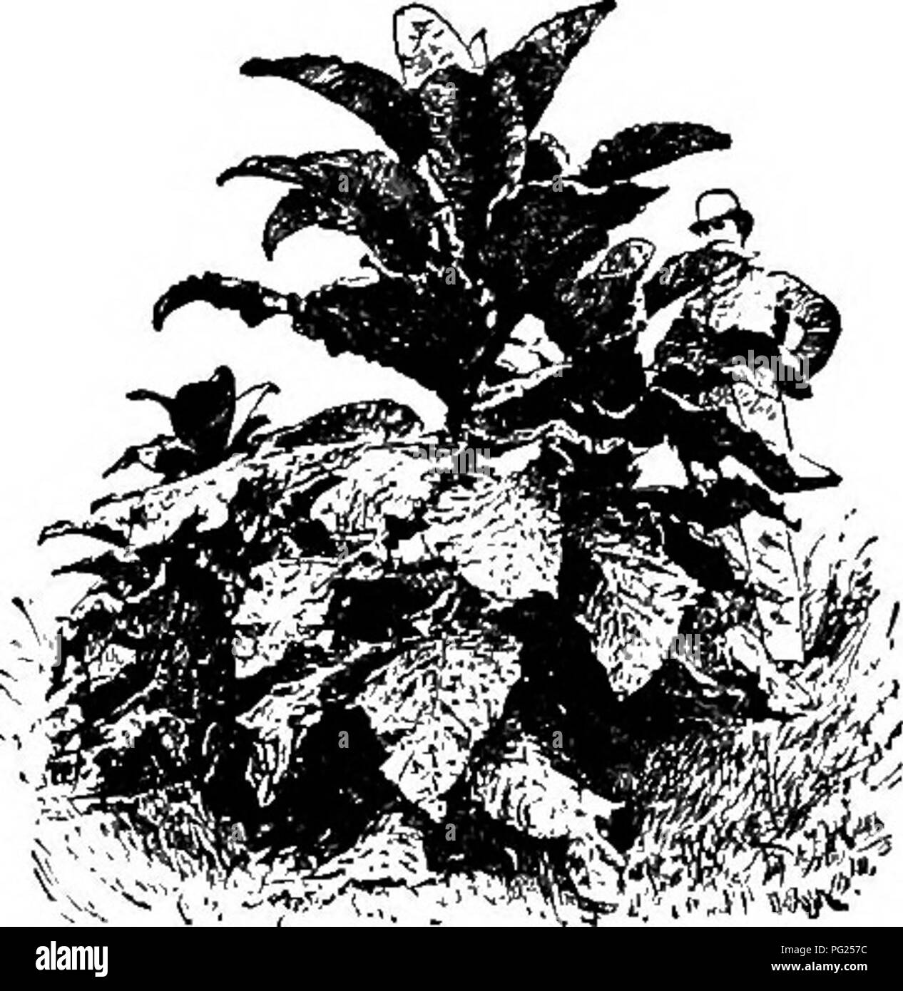 Large flower bushes grow Black and White Stock Photos & Images - Alamy