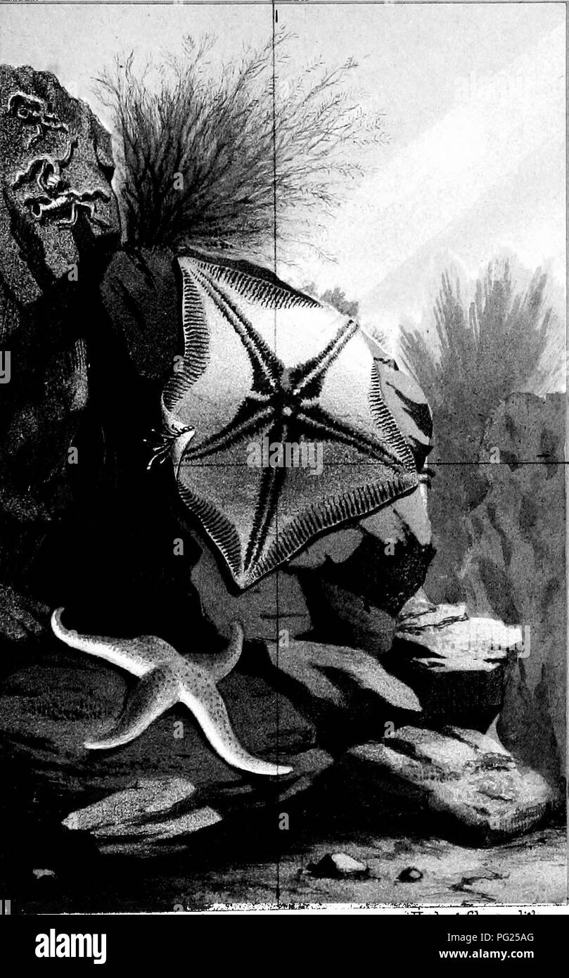 . The aquarium: an unveiling of the wonders of the deep sea. Aquariums; Natural history. P.H.GossB .delV. Haiihait/Cliroino lith STAR FISHES.. Please note that these images are extracted from scanned page images that may have been digitally enhanced for readability - coloration and appearance of these illustrations may not perfectly resemble the original work.. Gosse, Philip Henry, 1810-1888. London, J. Van Voorst Stock Photo
