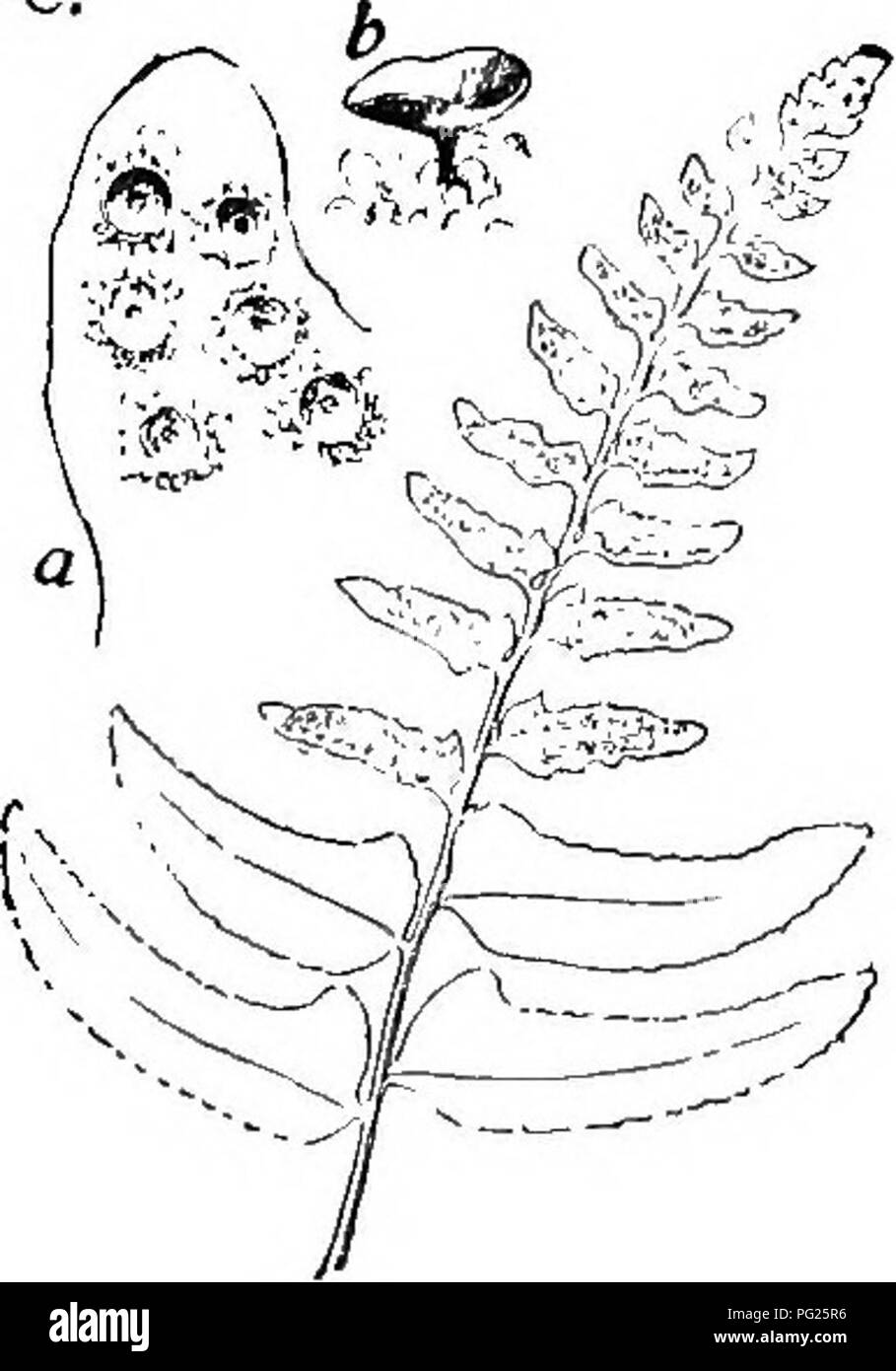 . Beginners' botany. Botany. Fig. 254. —Christmas Fern. — Dryopteris acrostichoides; known also as Aspidium. Prominent among the spore- propagated plants are ferns. The common Christmas fern (so called because it remains green during winter) is shown in Fig. 254. The plant has no trunk. The leaves spring directly from the ground. The leaves of ferns are called fronds. They vary in shape, as other leaves do. Some of the fronds in Fig. 254 are seen to be narrower at the top. If these are examined more closely (Fig. 255), 176. Fig. 255. — Fruiting FtoND OF Christmas Fern. Sori at a. One sorus wit Stock Photo
