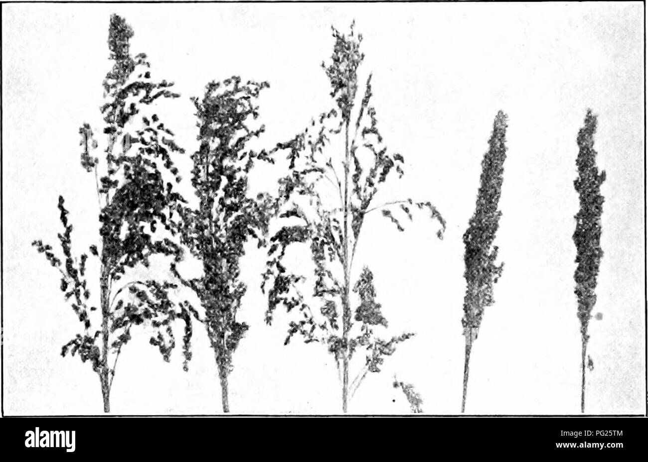 This agricultural work focuses on the cultivation and uses of southern field crops, with particular emphasis on sweet sorghum, a plant used for syrup production and as forage for livestock. Stock Photo