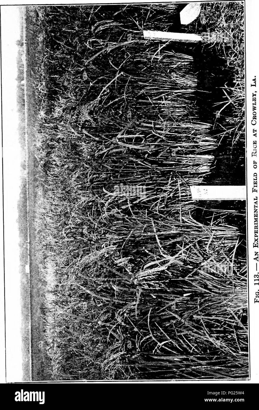 . Southern field crops (exclusive of forage plants). Agriculture. 224. Please note that these images are extracted from scanned page images that may have been digitally enhanced for readability - coloration and appearance of these illustrations may not perfectly resemble the original work.. Duggar, J. F. (John Frederick), 1868-. New York, The Macmillan company Stock Photo