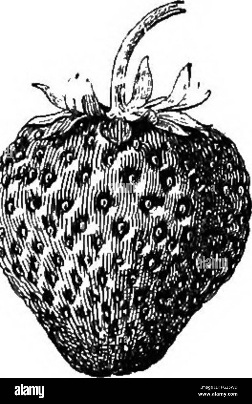 . Beginners' botany. Botany. FRUITS 169 berry the fruit adheres to the