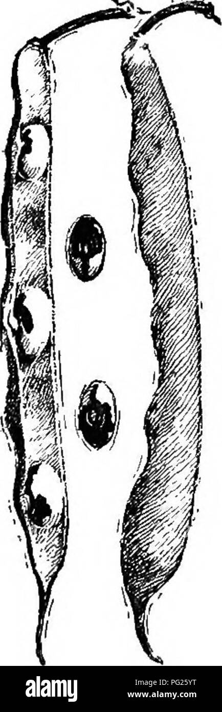 . Beginners' botany. Botany. Fig. 232.—a Bean Pod. Fig. 233. — Capsule of Castor - oil Bean after Dehiscence.. Please note that these images are extracted from scanned page images that may have been digitally enhanced for readability - coloration and appearance of these illustrations may not perfectly resemble the original work.. Bailey, L. H. (Liberty Hyde), 1858-1954. New York, The Macmillan company Stock Photo