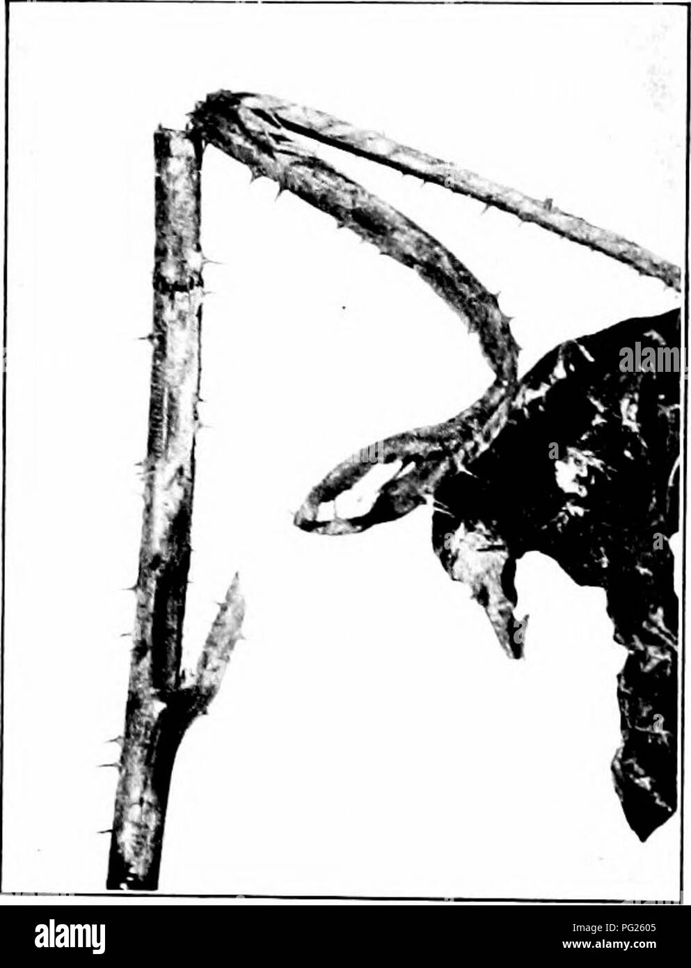 . Injurious insects : how to recognize and control them . Insect pests; Insect pests. Fig. 3123 —Adult of the Rasp- Fig. 324. —Vork of the Raspherry berrA&quot; Cane-liorer. Shghtl.' eu- Cane-borer. OriginaL larged. Original. and has a small brown head. Two years are required for the entire life round. If a cane that has wilted is examined closely, it will be found that the beetle has girdled it at two points -with a row of punctures. The egg is laid between these two rows. Remove and destroy the upper parts of infested canes as soon as the presence of the insect is discovered. If this work  Stock Photo