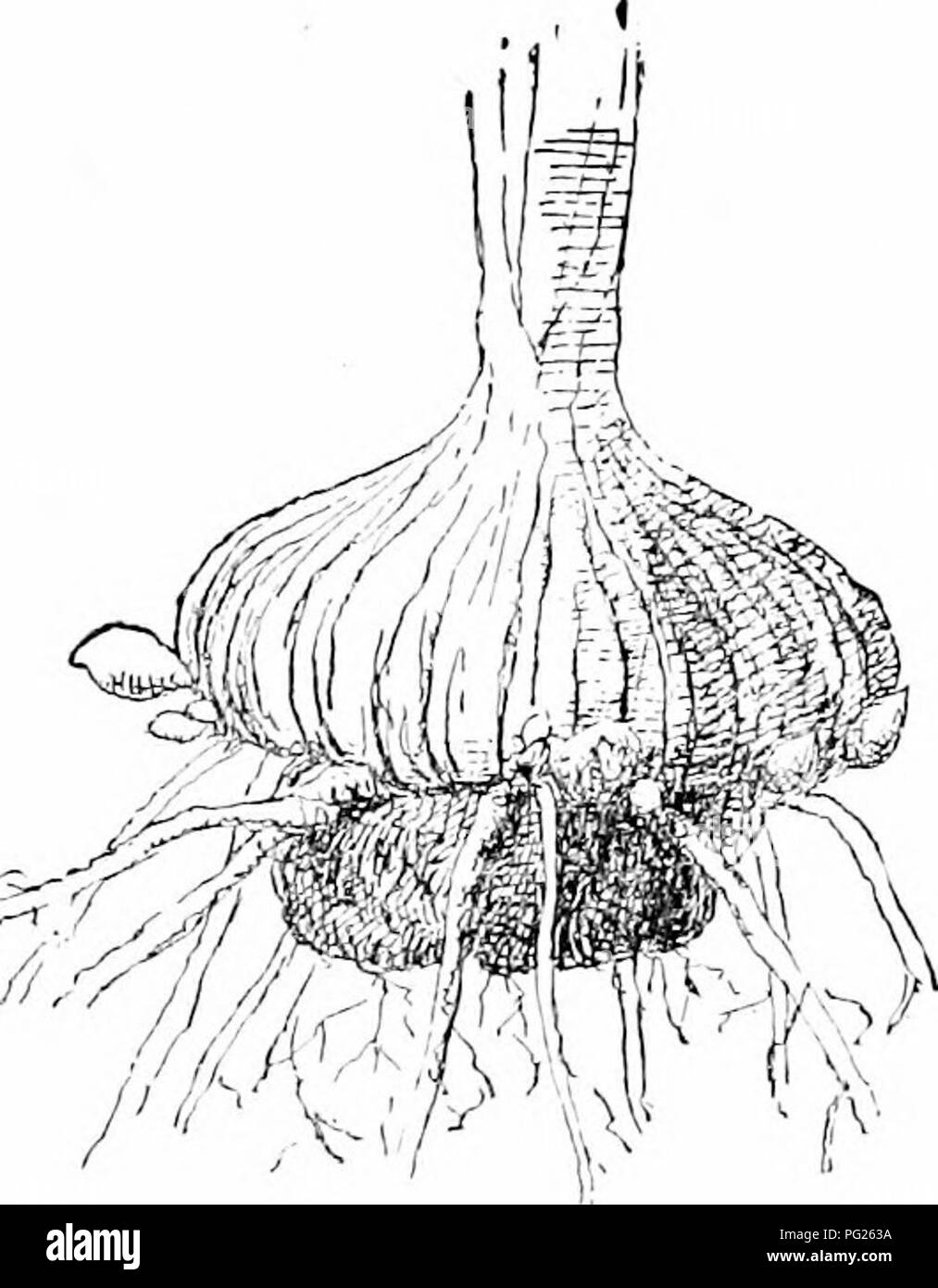 The Nursery Book A Complete Guide To The Multiplication Of Plants Plant Propagation So Separation And Division A Little Bulbel Or Sometimes Two Or More Will Appear At The Base,Line Art Womans Body Outline Drawing