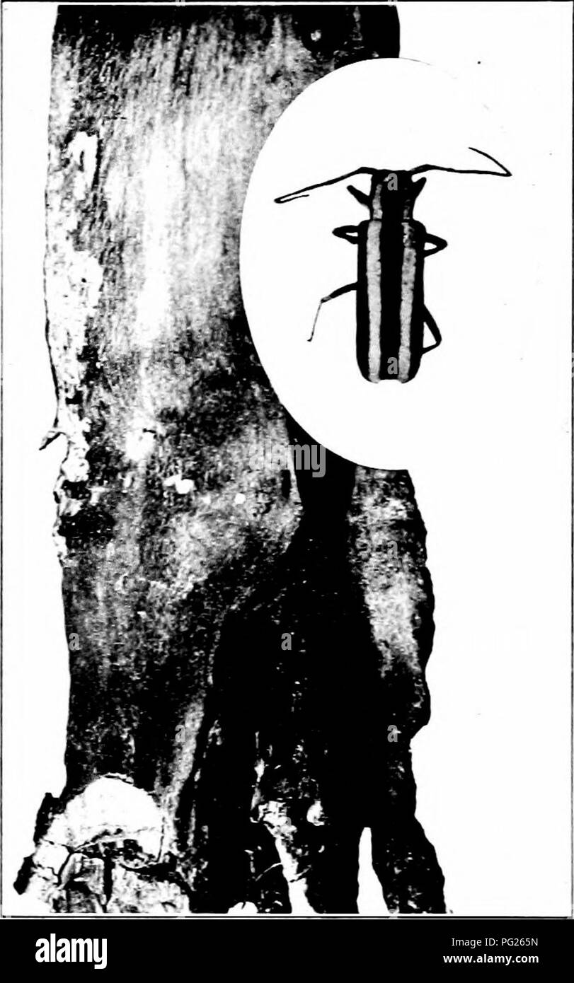 Quinces Insects . Injurious insects : how to recognize and control them . Insect pests ...