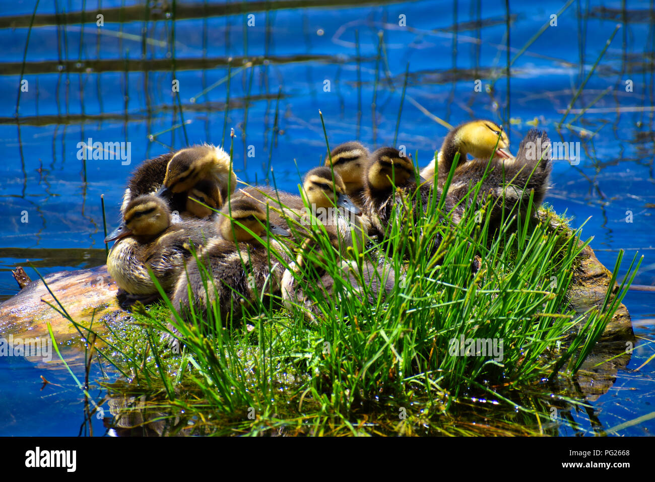Wild ducklings gather together at Walton Lake, Oregon Stock Photo