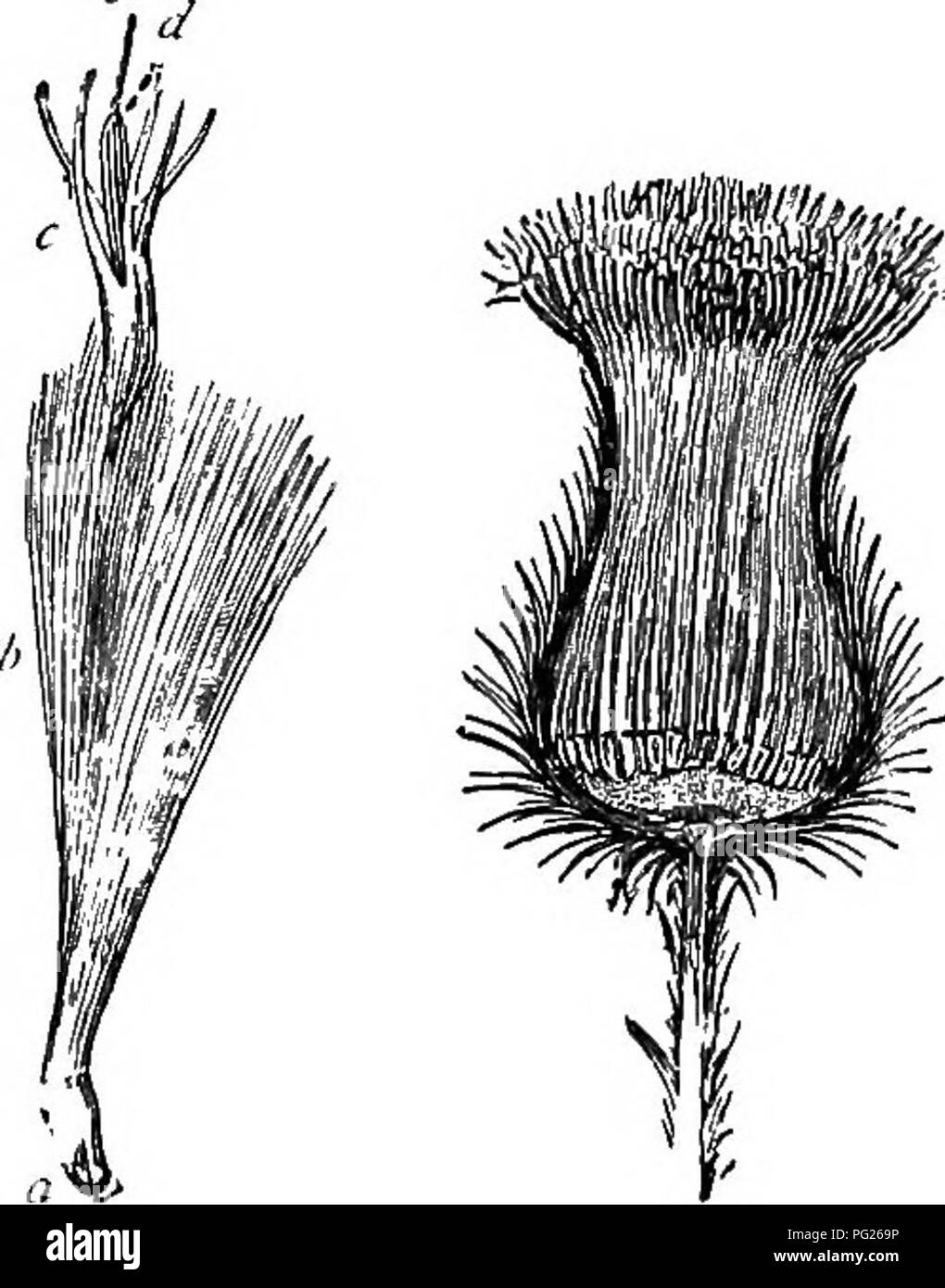 . Beginners' botany. Botany. Fig. -Head of Sunflower. florets are inclosed in a more or less dense and usually green involucre. In the thistle (Fig. 190) this involucre is prickly. A longitudinal section discloses the flo- rets, all attached at bot- tom to a common torus, and densely packed in the involucre. The pink tips of these florets con- stitute the showy part of the head. Each floret of the this- tle (Fig. 190) is a com- plete flower. At a is the ovary. At ^ is a much-divided plumy calyx, known as the pappus. The corolla is long- tubed, rising above the pappus, and is enlarged and 5-lob Stock Photo
