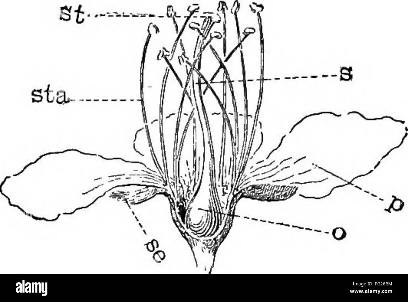 . Beginners' botany. Botany. THE FLOWER —ITS PARTS AND FORMS 135 flowering dogwood: here the real flowers are several, small and greenish, forming a small cluster in the center. Essential Organs. — The essential organs are of two series. The outer series is composed of the stamens. The inner series is composed of the pistils. Stamens bear the pollen, which is made up of grains or spores, each spore usually being a single plant cell. The stamen is of two parts, as is readily seen in Figs. 173, 174,—the enlarged terminal part or anther, and the stalk or filament. The filament is often so short a Stock Photo