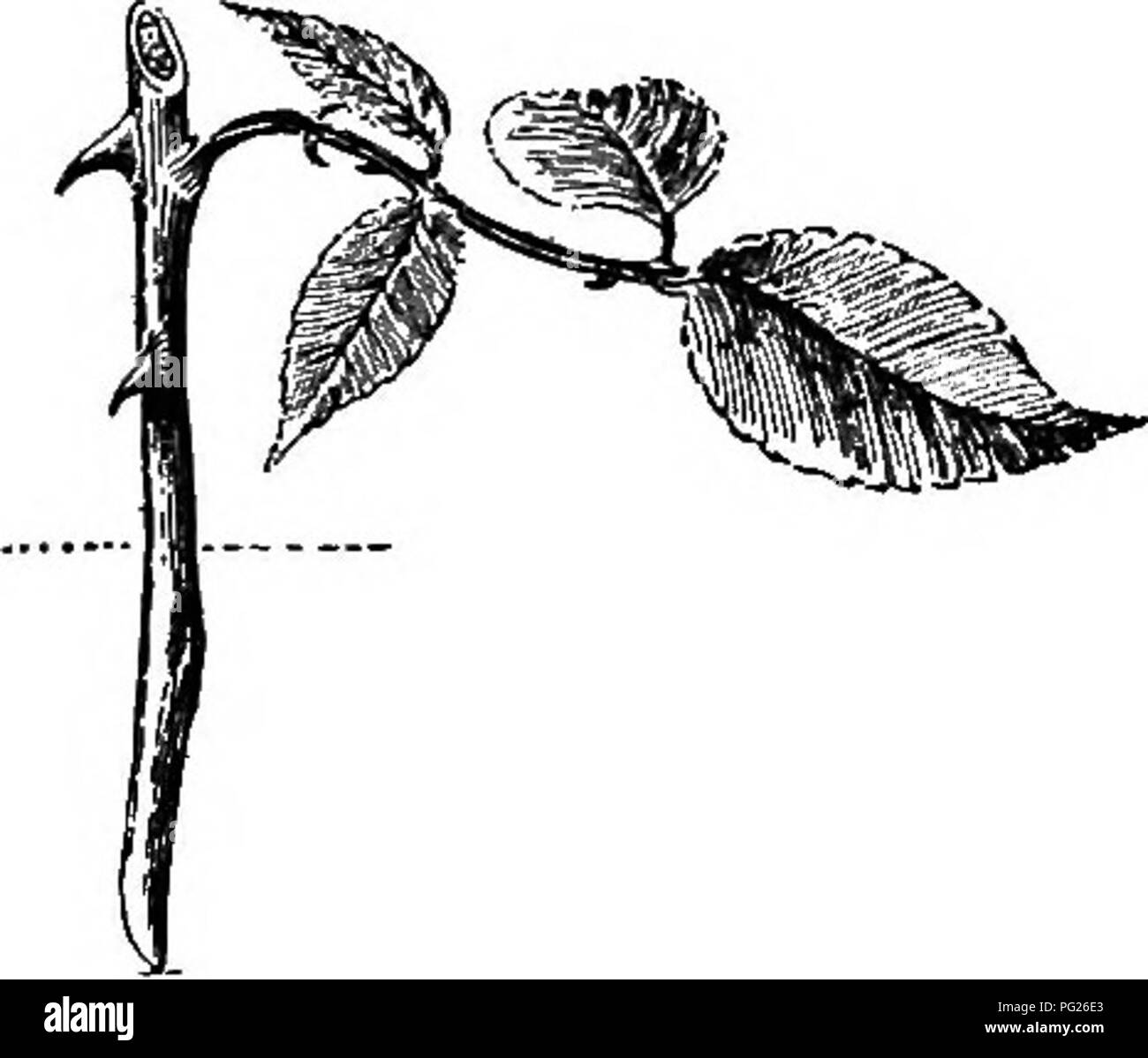 . Beginners' botany. Botany. Fig. 158. —Geranium Cutting. Fig. 159.—Rose Cutting. a leaf attached (Figs. 158, 159). It must not be allowed to wilt. Therefore, it must be protected from direct sun- light and dry air until it is well established; and if it has many leaves, some of them should be removed, or at least cut in two, in order to reduce the evaporating surface. The soil should be uniformly moist. The pictures show the depth to which the cuttings are planted. For most plants, the proper age or maturity of wood for the making of cuttings may be determined by giving the twig a quick bend: Stock Photo