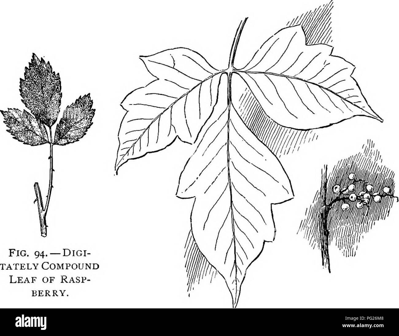 . Beginners' botany. Botany. LEAVES—FORM AND POSITION 75 Sometimes the leaflets themselves are compound, and the whole leaf is then said to be bi-compound or twice-com-. FlG. 94. — DlGI- TATELY Compound Leaf of Rasp- berry. Fig. 95.— Poison Ivy. Leaf and Fruit. pound (Fig. 90). Some leaves are three-compound, four- compound, or five-compound. Decompound is a general term to express any degree of compounding beyond twice-com- pound. Leaves that are not divided as far as to the midrib are said to be: lobed, if the openings or sinuses are not more than half the depth of the blade (Fig. 96); cleft Stock Photo