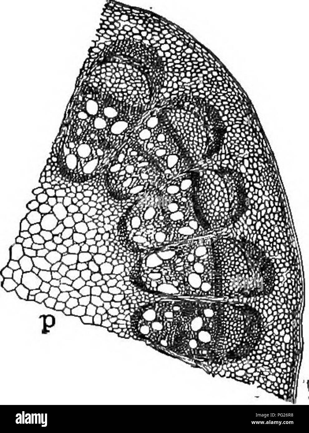 Beginners Botany Botany The Stemaits General Structure 65 Fi An A 3 Cs G Sd Si Quot T Larger Even If The Tree Should Live A Century It