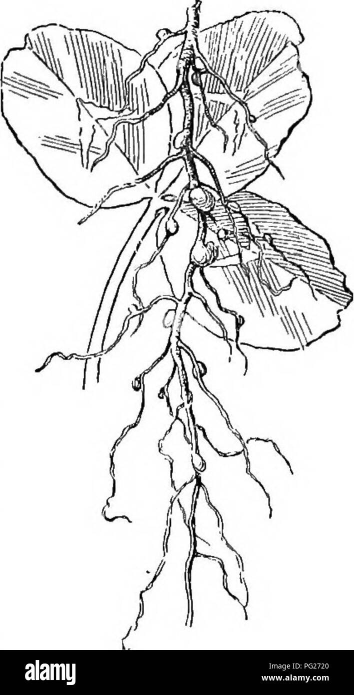 This botany guide explains the function and structure of roots in ...