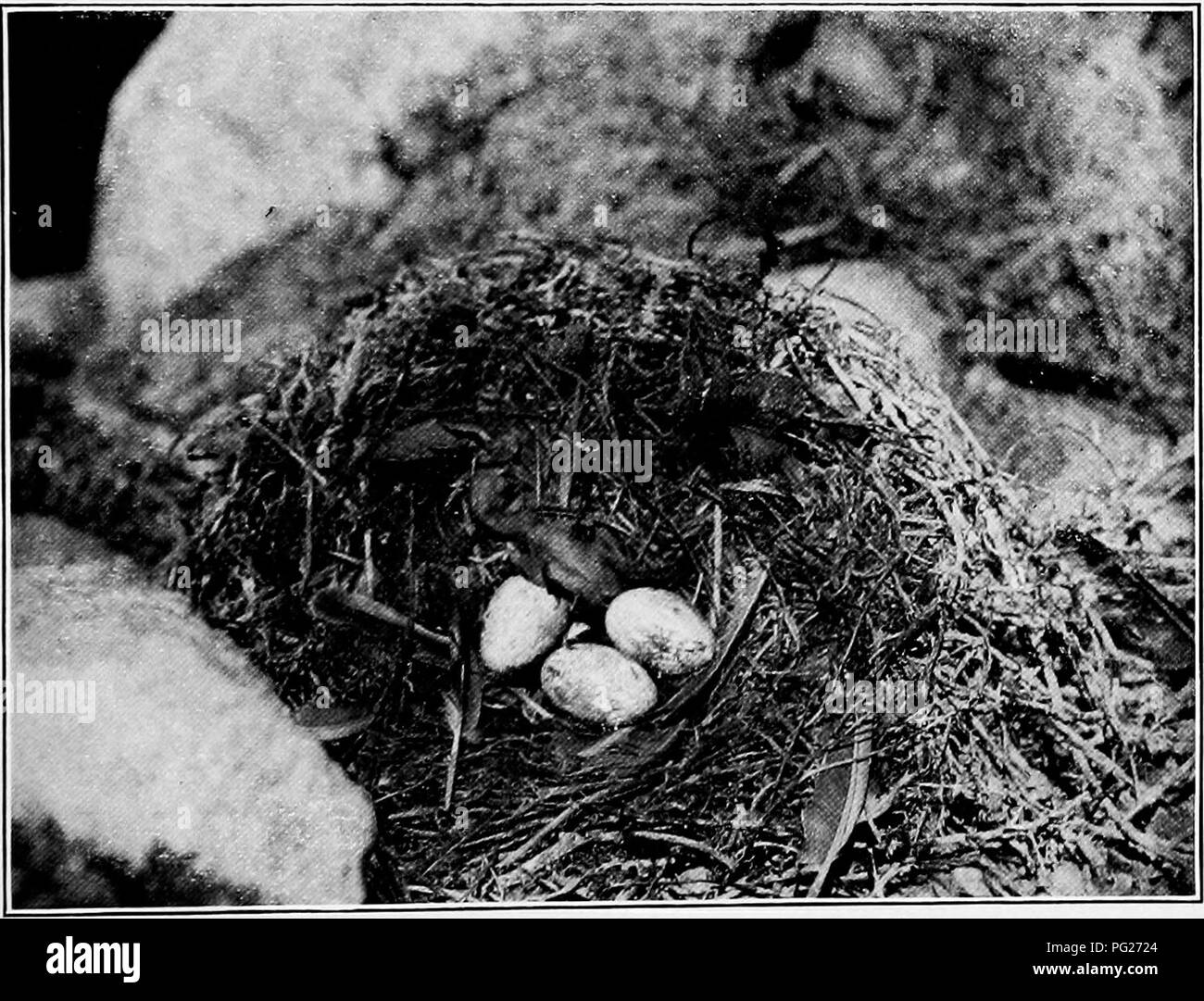 . Life histories of North American petrels and pelicans and their allies : order Tubinares and order Steganopodes . Pelicans; Turbinares; Pelecaniformes; Birds. Anacapa Island, Calironiia. D. R. Dickey.. Los Coronados Islands, Mexico. California Brown Pelican. For description see page 336. D. R. Diolcey.. Please note that these images are extracted from scanned page images that may have been digitally enhanced for readability - coloration and appearance of these illustrations may not perfectly resemble the original work.. Bent, Arthur Cleveland, 1866-1954. Washington : Govt. Print. Off. Stock Photo