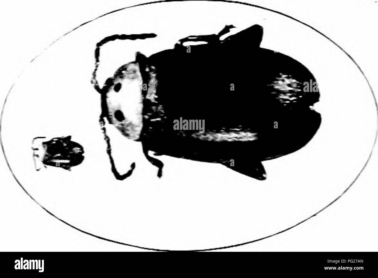 Gt Insects . Injurious insects : how to recognize and control them . Insect pests ...