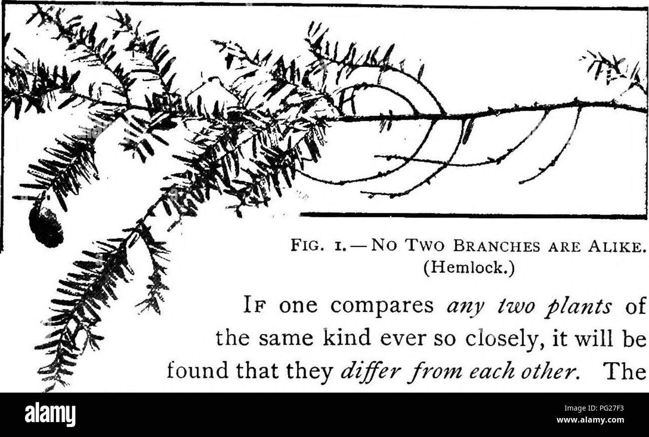 Beginners' botany. Botany. BEGINNERS' BOTANY CHAPTER I NO TWO PLANTS OR  PARTS ARE ALIKE. No Two Branches are Alike. (Hemlock.) If one compares any  two plants of the same kind ever
