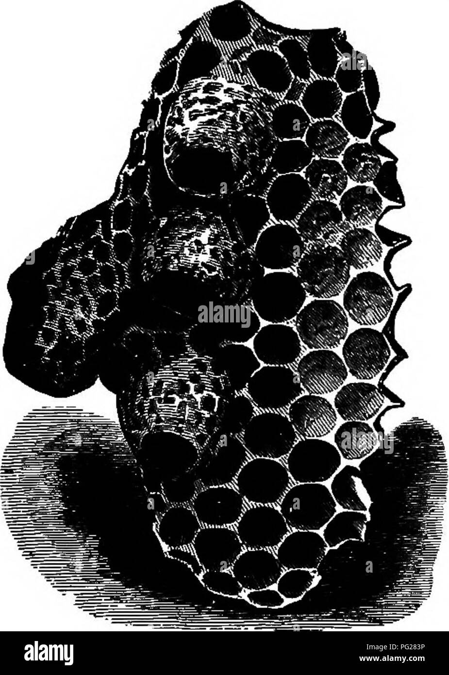 Queen Bee Development Chart This image from 'Langstroth on the Hive and Honey Bee' illustrates the ...
