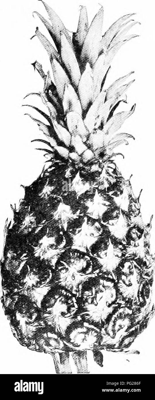 Fleshy receptacle hires stock photography and images Alamy