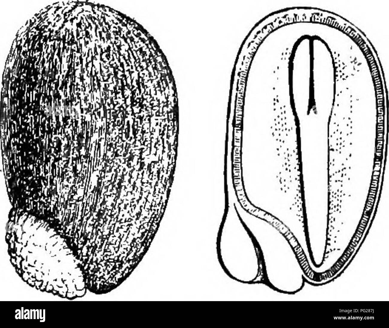 This textbook provides a detailed introduction to botany for secondary ...