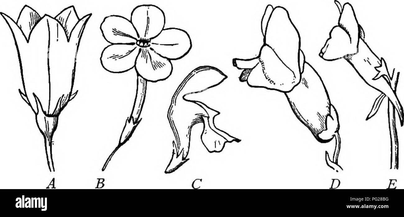 . A text-book of botany for secondary schools. Botany. ANGIOSPERMS 223 however, the petals appear to be united so that the corolla becomes a cup, urn, tube, funnel, or the like (Figs. 208 and 209). This condition of the corolla is so constant in the highest group of Angiosperms that the group is called the Sympetaloe, because the corollas are sympetalous (petals together). In many flowers with sympetalous corollas there is an irregular development, so that the mouth of the tube.. Fig. 209.—Sympetalous flowers: A, bluebell; B, phlox; C, dead-nettle; D, snap- dragon; E, toadflax.—After Gray. ins Stock Photo