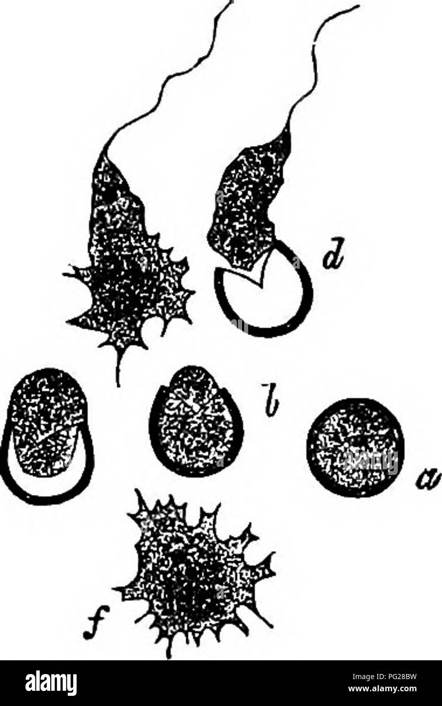 . Comparative morphology and biology of the fungi, mycetozoa and bacteria . Plant morphology; Fungi; Myxomycetes; Bacteriology. 422 SECOND PART.—MrCETOZOA. without success. Germination takes place under conditions which will be more particularly related in a subsequent page; in most species when the spores are placed in water. The germinating spore (Fig. 182) swells first of all by absorption of water, and one or two small vacuoles, which disappear and reappear alternately, are seen near the upper surface of the protoplasm in which rotating movements are often observed; at length, and usually  Stock Photo