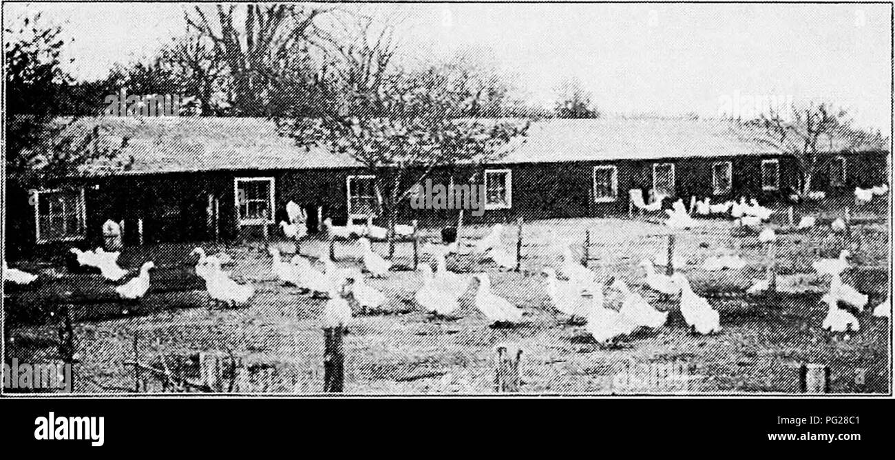 . Principles and practice of poultry culture . Poultry. Fig. 48. View of Weber Brothers' duck farm, Wrentham, Mass. duck farms are quite invariably located on streams, with yards for both breeding stock and growing ducklings extending into the water. The inland duck farms usually give the ducks no water. Fig. 49. Breeding stock at Weber Brothers' duck farm except for drinking purposes.^ From observation of conditions and methods on coast and inland duck farms the author is of the 1 Mr. James Rankin, in his &quot; Duck Culture &quot; (1897 edition), stated that his ducks seemed to have lost all Stock Photo