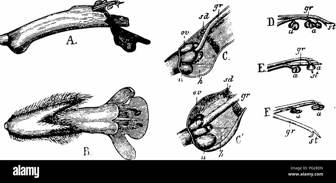 . Handbook of flower pollination : based upon Hermann Mu?ller's work 'The fertilisation of flowers by insects' . Fertilization of plants. LABIATAE 315 I. Bombus muscorum F.; 2. B. subterraneus L.; 3. Osmia caerulescens L. (=0. aenea Z.); 4. O. emarginata Z^/. Krieger (Leipzig), the bee Eucera longi- cornis Z. 5. Frey-Gessner (Switzerland), the dasygastrid bee Osmia rufohirta Lep. Ducke (Trieste), 2 bees—Osmia aurulenta Pz., and O. bicolor Schr. MacLeod (Flanders), 4 humble-bees, a short-tongued bee, an ant, and a beetle (Bot. Jaarb. Dodonaea, Ghent, v, 1893, p. 379): (Pyrenees), a hover-fly, a Stock Photo