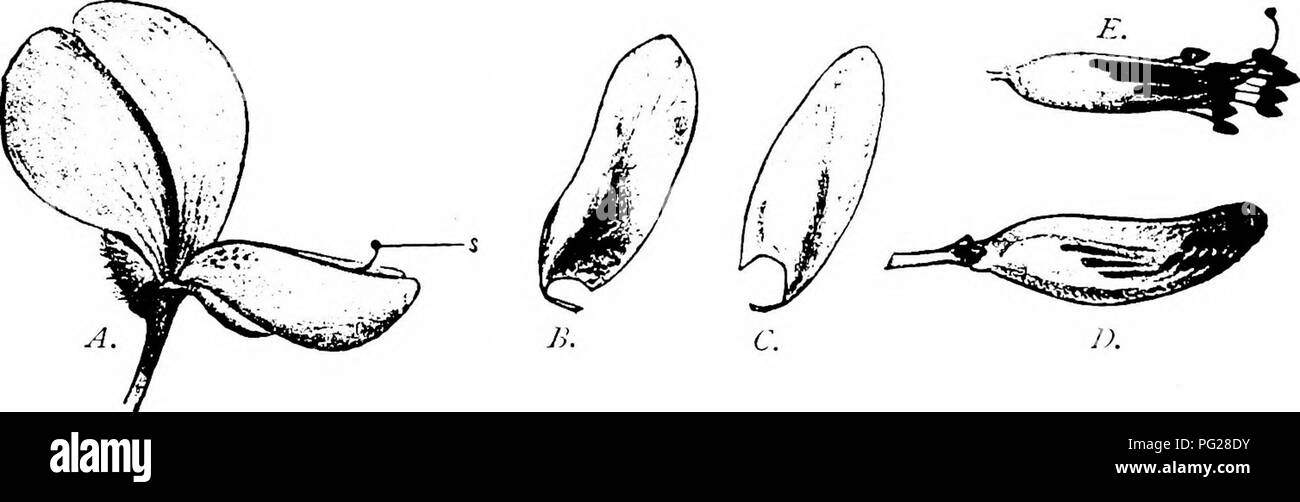 . Handbook of flower pollination : based upon Hermann Mu?ller's work 'The fertilisation of flowers by insects' . Fertilization of plants. 268 ANCIOSPERMAE—DICOTYLEDONES Visitors.—Hem:. Muller ('Fertilisation,' p. 193) in Westphalia, and myself in Fohr and Amrum, observed the honey-bee. At Wiesbaden Rfissler noticed the moth Threnodes poUinalis S. V. as an unbidden guest. 196. Ulex L. As the last genus. 646. U. europaeus L. (Ogle, Pop. Sci. Rev., London, ix, 1870, pp. 164-5; Heinsius, Bot. Jaarb. Dodonaea, Ghent, iv, 1892, pp. loi et seq.; Knuth, ' Bloemen- biol. Bijdragen.')—Ogle states that t Stock Photo