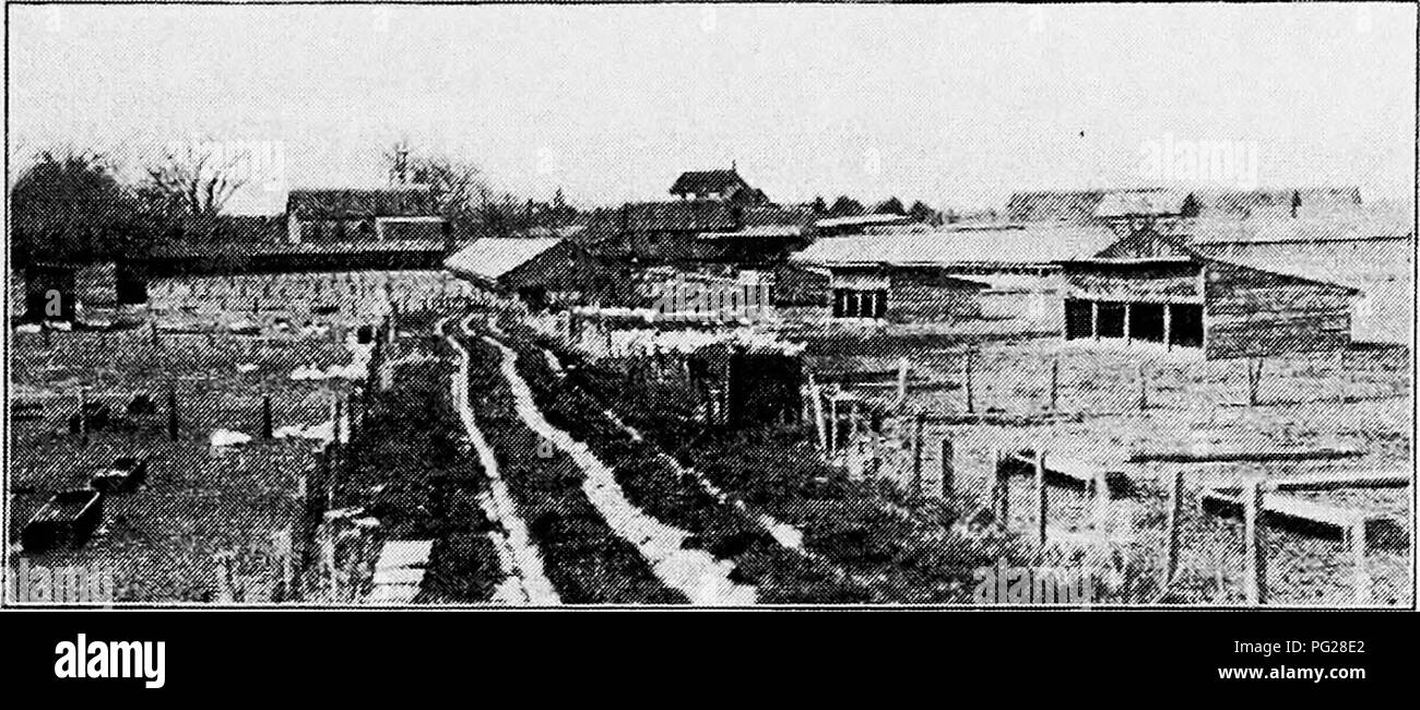 . Principles and practice of poultry culture . Poultry. ECONOMIC ASPECTS OF POULTRY CULTURE 51 methods were introduced. Since that time the business has devel- oped, sometimes to the numbers mentioned above, on a great many farms here and on some in other sections. The Long Island. Fig. 48. View of Weber Brothers' duck farm, Wrentham, Mass. duck farms are quite invariably located on streams, with yards for both breeding stock and growing ducklings extending into the water. The inland duck farms usually give the ducks no water. Please note that these images are extracted from scanned page image Stock Photo