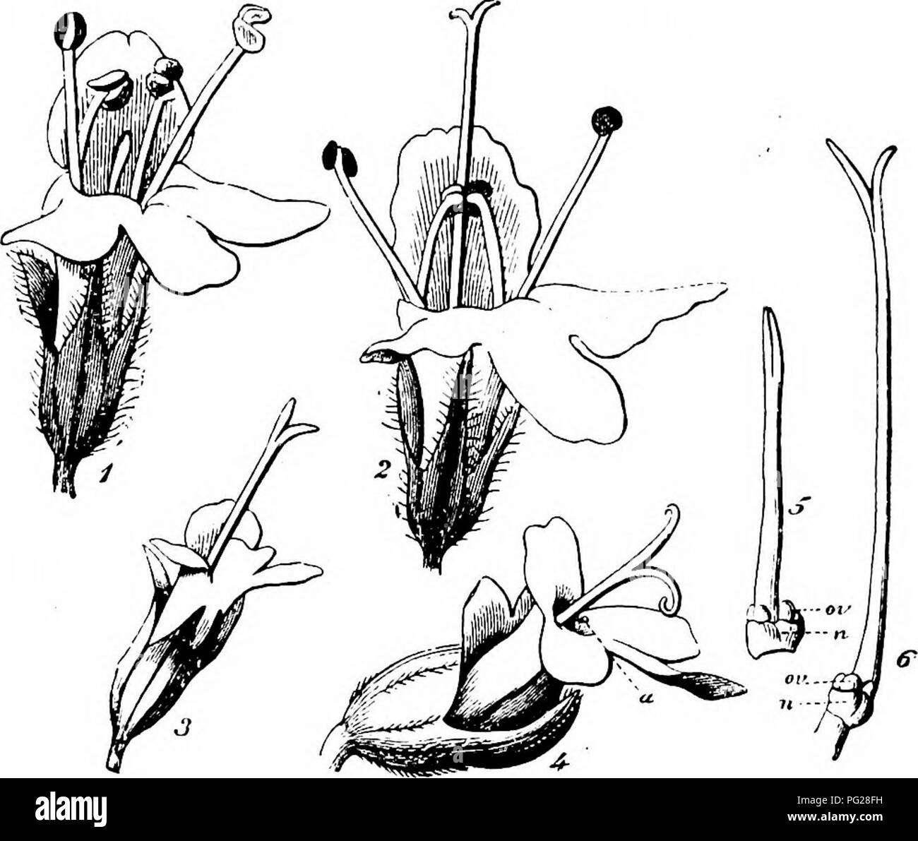 . Handbook of flower pollination : based upon Hermann Mu?ller's work 'The fertilisation of flowers by insects' . Fertilization of plants. 268 ANGIOSPERMAE—DICOTYLEDONES 710. Thymus Toum. Species of this genus may be trioecious, but otherwise agree with those of Origanum. 2280. T. Serpyllxun L. (Sprengel, 'Entd. Geh.,' p. 311; Hildebrand, ' D. Geschlechts-Vert. b. d. Pfl.,' p. 26; Herm. Muller, 'Fertilisation,' pp. 472-5, ' Wait. Beob.,' Ill, pp. 56-7, ' Alpenblumen,' p. 322 ; Warming, ' Bestovningsmaade,' pp. 10-13; Knuth, 'Bliitenbiol. Beob. a. d. Ins. Riigen,' 'Bl. u. Insekt. a. d. nordfr. I Stock Photo