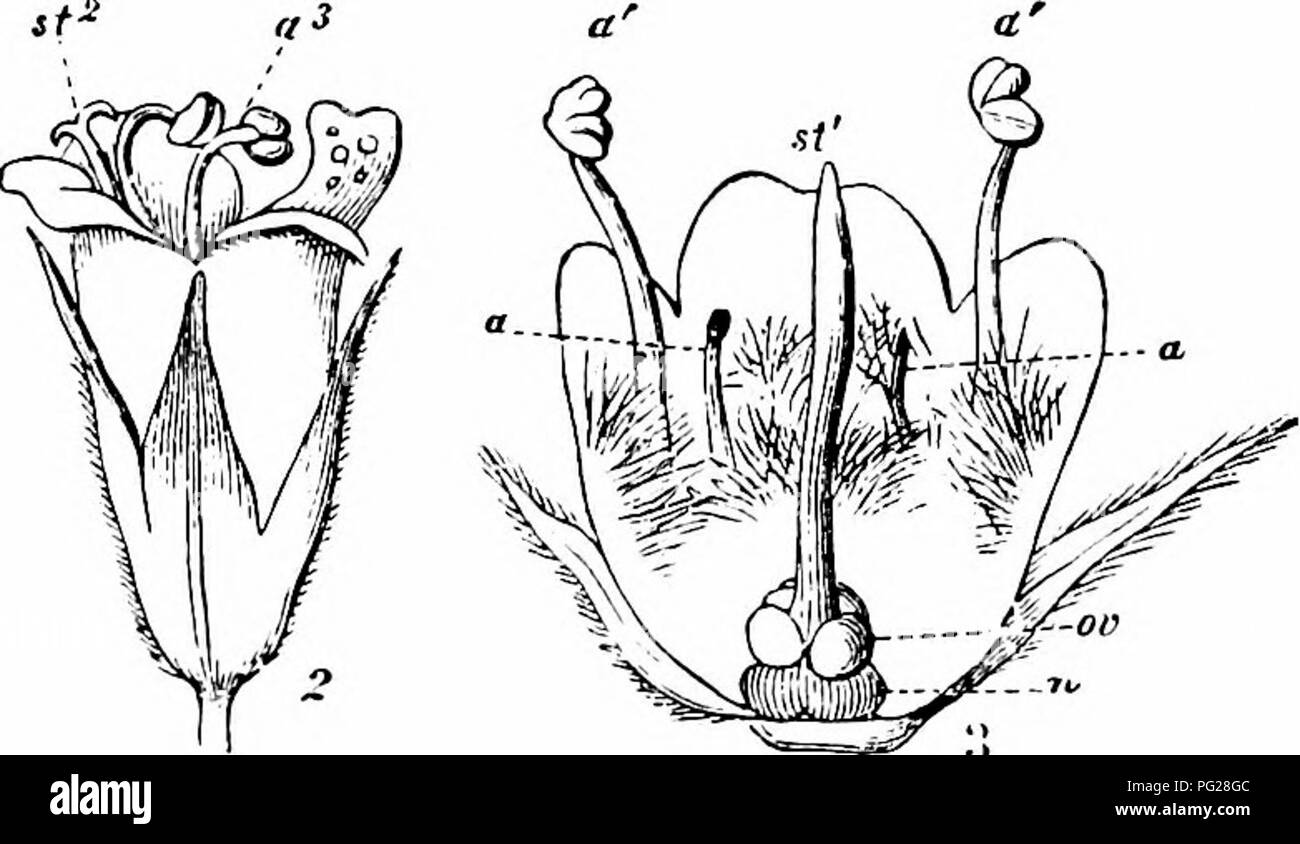 Handbook Of Flower Pollination Based Upon Hermann Mullers Work