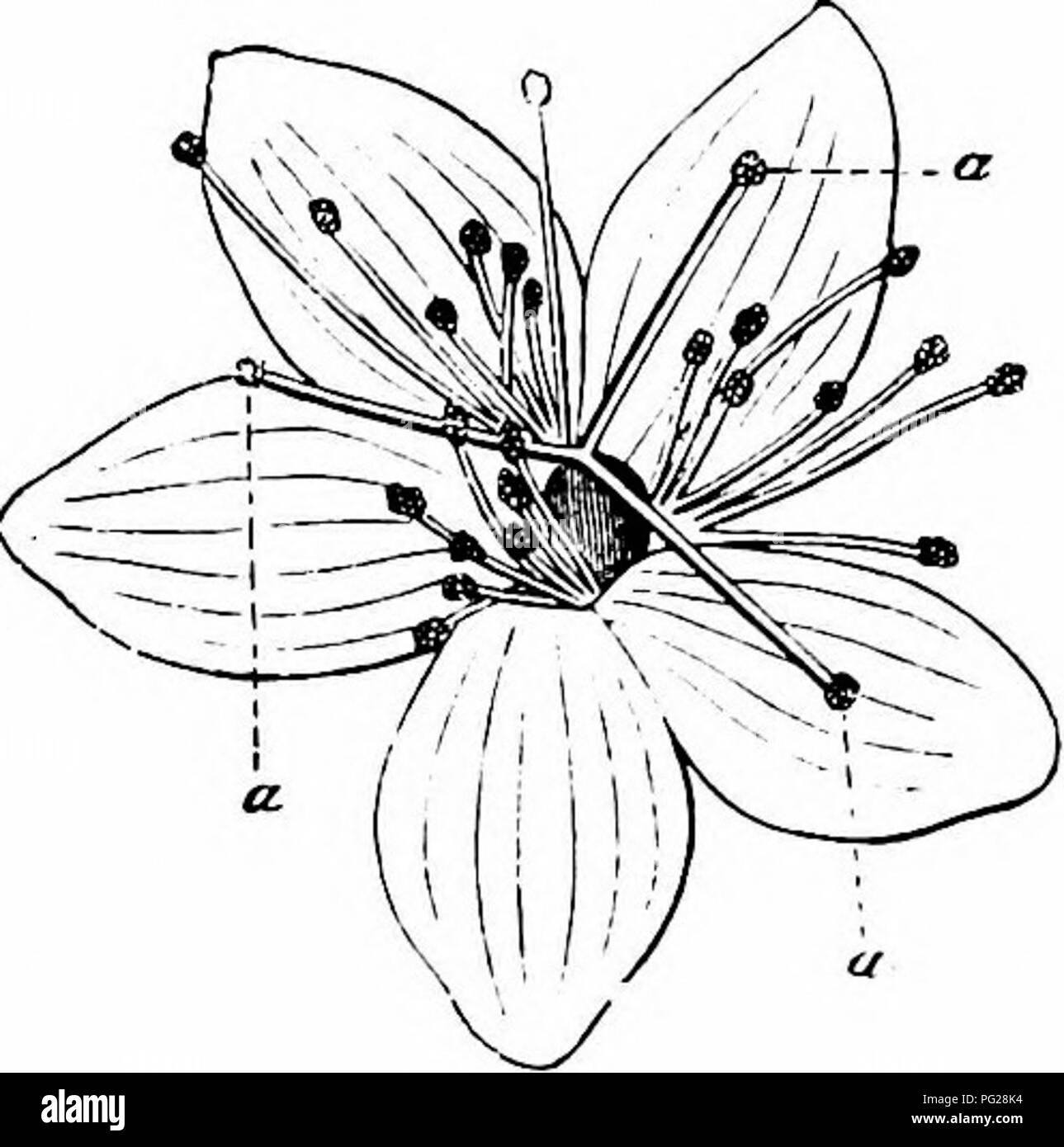 . Handbook of flower pollination : based upon Hermann Mu?ller's work 'The fertilisation of flowers by insects' . Fertilization of plants. ELA TINEAE—HYPERICINEAE 203 XVIII. ORDER ELATINEAE CAMB. There is only one plant included in this order, of which the flowers have been studied as regards pollination. 145. Elatine L. 507. Elatine hexandra DC.—Vaucher says that automatic self-pollination takes place in the small reddish-white flowers of this species, the anthers dehiscing introrsely, and shedding pollen directly upon the three stigmas. XIX. ORDER HYPERICINEAE DC. This order is represented by Stock Photo