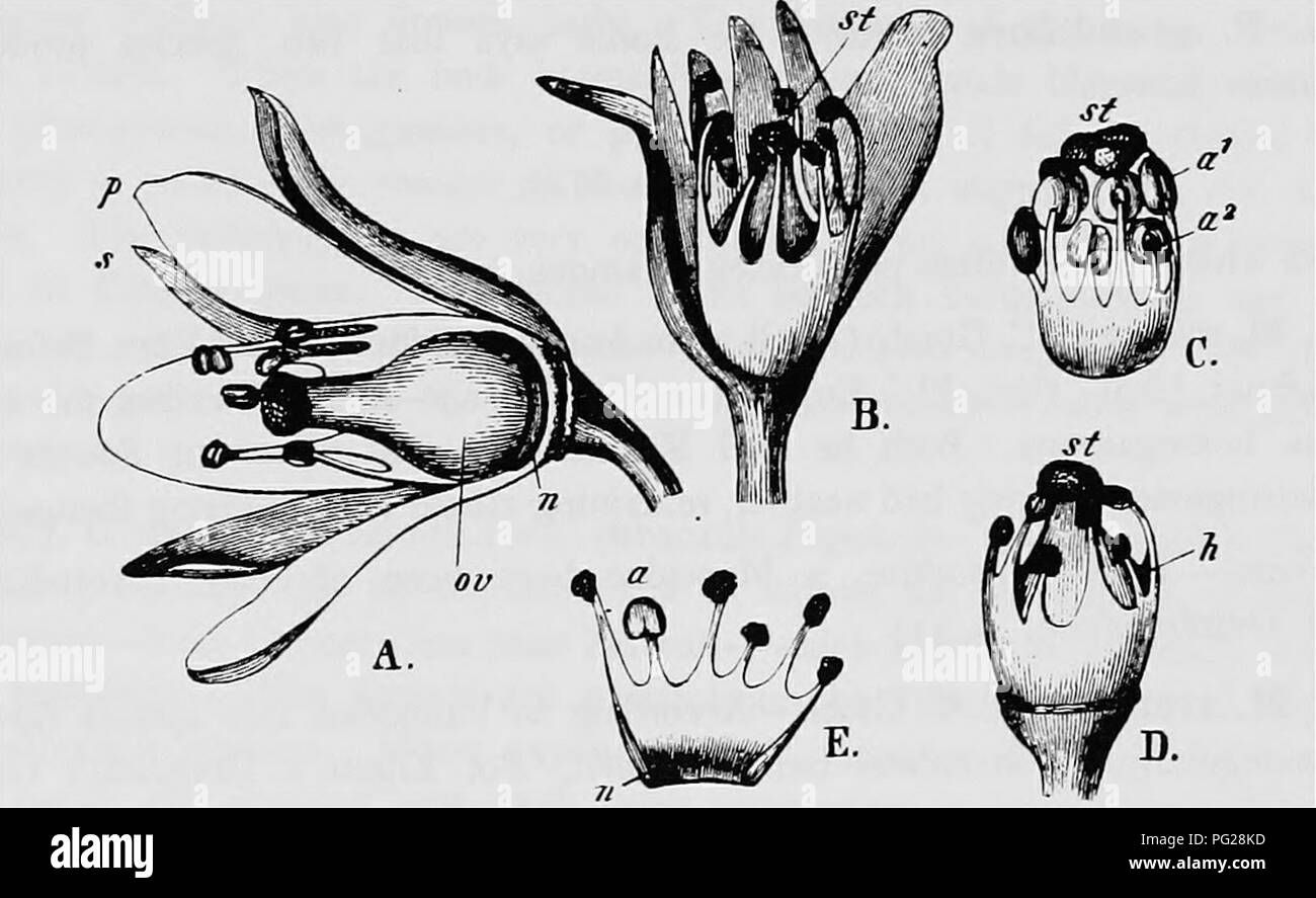 . Handbook of flower pollination : based upon Hermann Mu?ller's work 'The fertilisation of flowers by insects' . Fertilization of plants. 202 ANGIOSPERMAE—DJCOTYLEDONES 504. C. perfoliata Donn.—According to Kerner ('Nat. Hist PI.,' Eng. Ed. i, II, p. 365), autogamy takes place towards the end of anthesis, the pollen-covered anthers being pressed against the stigma by the closing of the perianth. 143. Calandrinia H. B. et K. When the flowers fade, the petals become pulpy, the surface being covered with a thin layer of fluid which oozes out of the tissues. This is sought out and licked by flies, Stock Photo