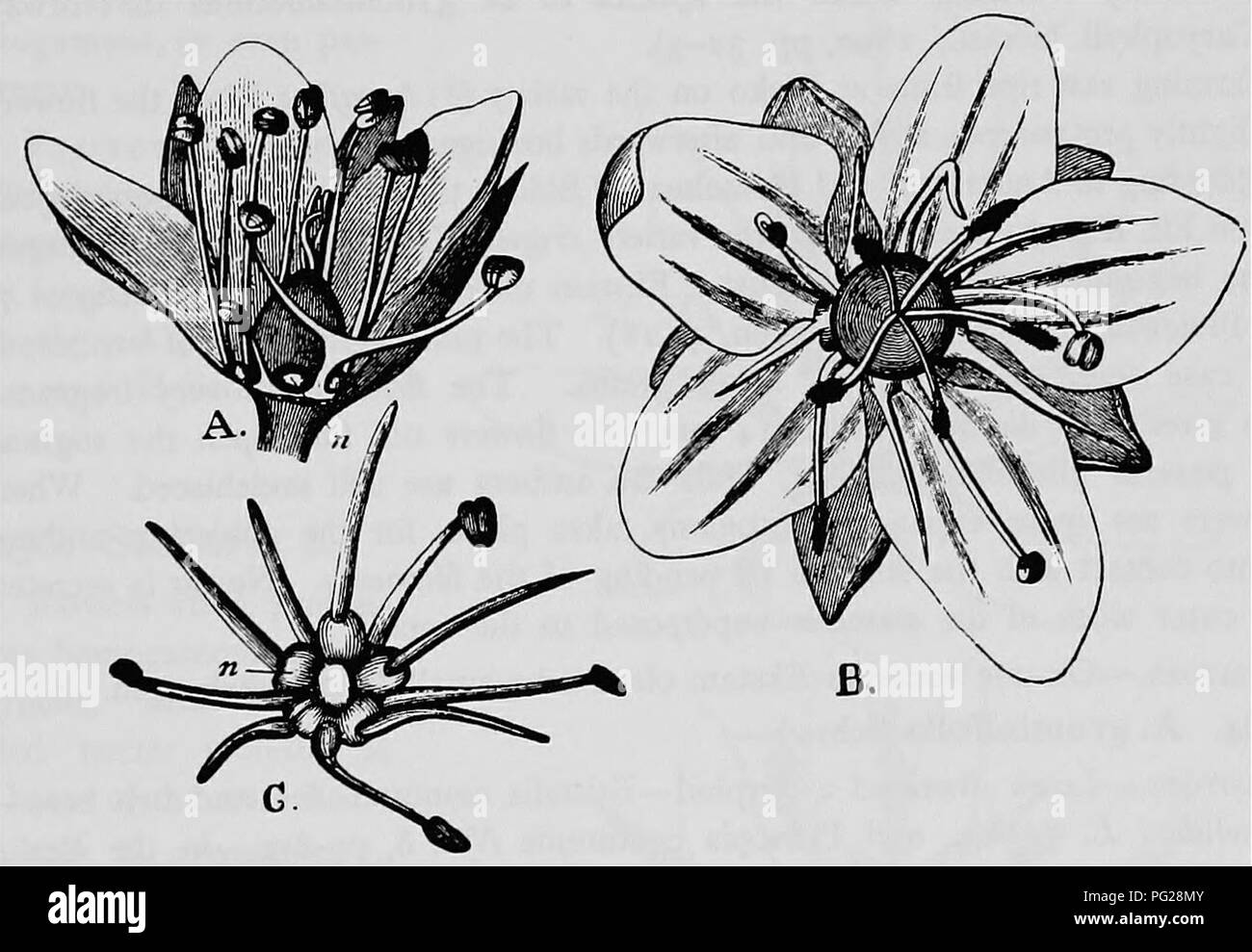 . Handbook of flower pollination : based upon Hermann Mu?ller's work 'The fertilisation of flowers by insects' . Fertilization of plants. CARYOPHYLLEAE 133. Krascheninikovia Turcz. Kuhn states that cleistogamous flowers occur in this genus. 185 134. Arenaria L. Flowers small and white, homogamous or protandrous, with half-concealed nectar secreted in the usual place. 461. A. serpyllifolia L. (Herm. MuUer,' Weit. Beob.,' II, p. 226; MacLeod, Bot. Jaarb. Dodonaea, Ghent, vi, 1894, p. 161; Kirchner, 'Flora v. Stuttgart,' p. 754; Schulz, 'Beitrage,' I, p. 19, II, p. 47.)—In this species the stamen Stock Photo